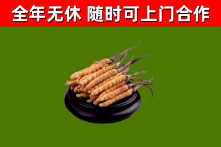 扶沟县烟酒回收冬虫夏草.jpg